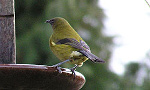 Bellbird