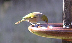 Waxeye